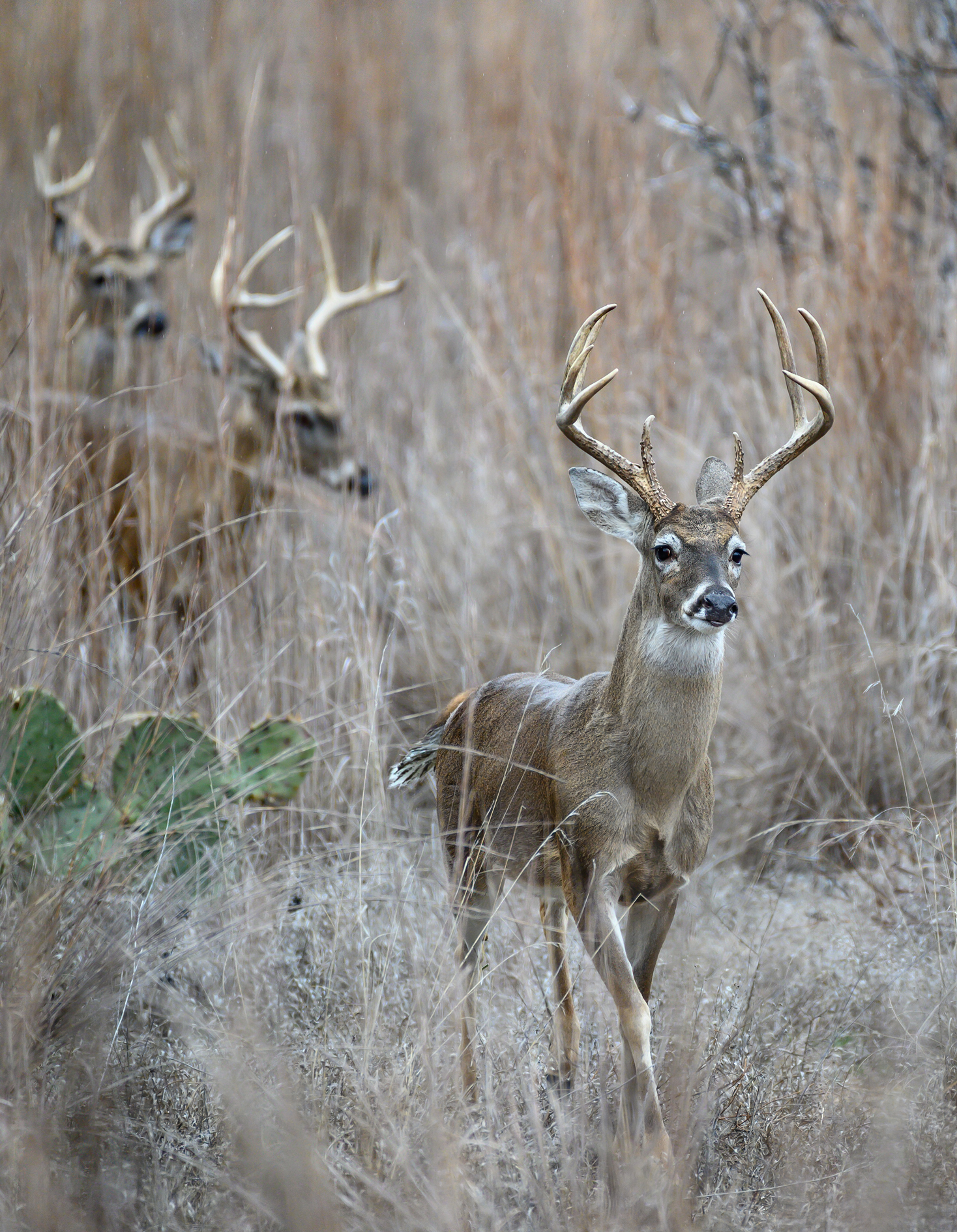 three big bucks