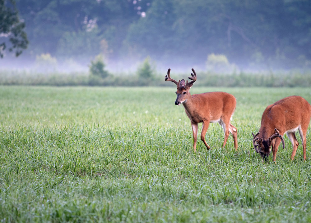 velvet bucks in field