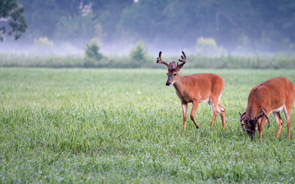 Deer with new antlers