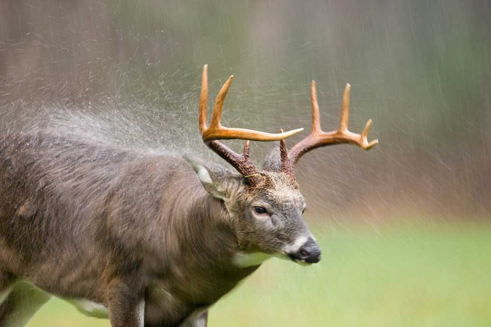 deer in the rain
