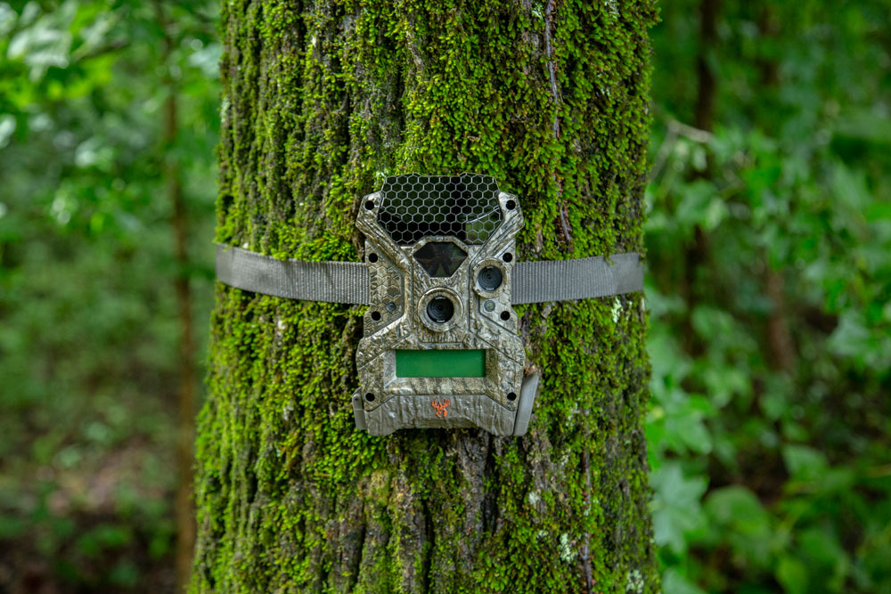 trail cam tips