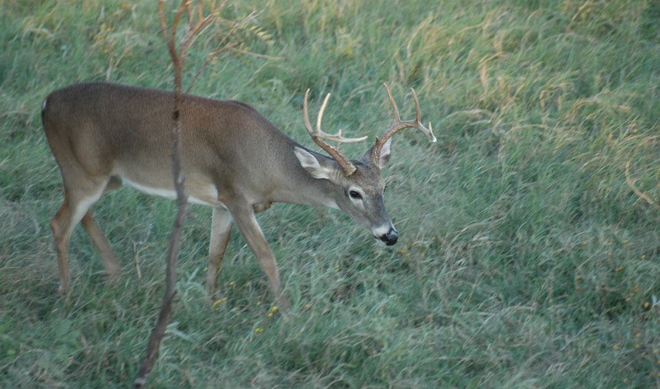 whitetail buck