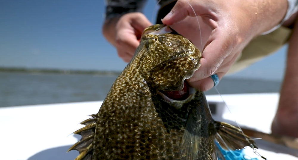 hooking a tripletail