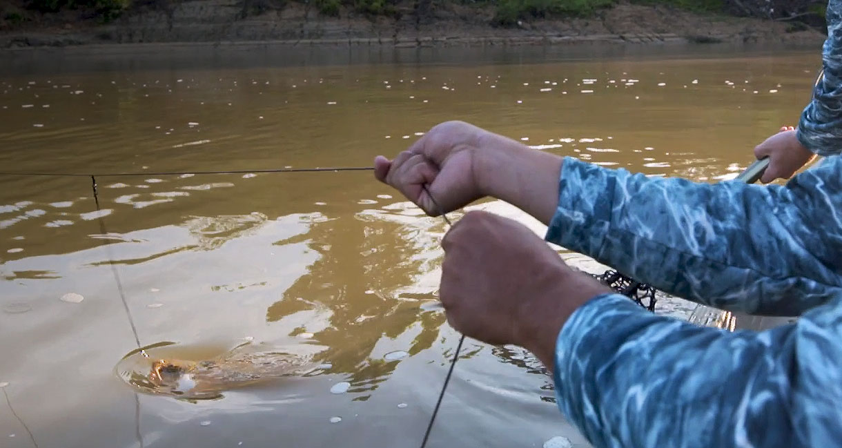 catfish on a trotline