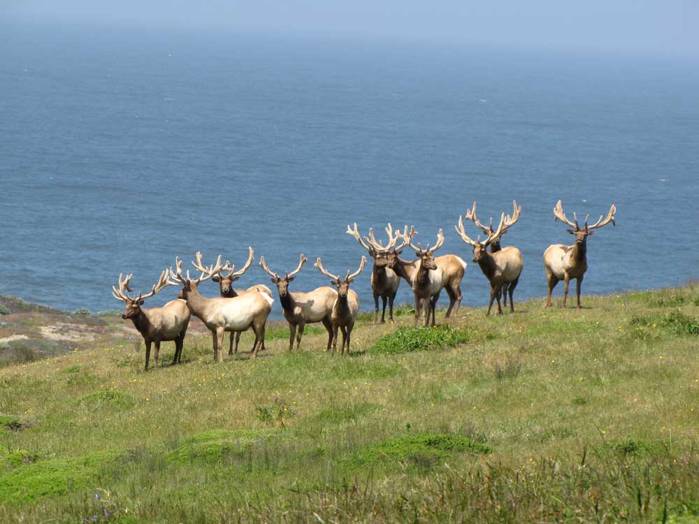 tule elk herd