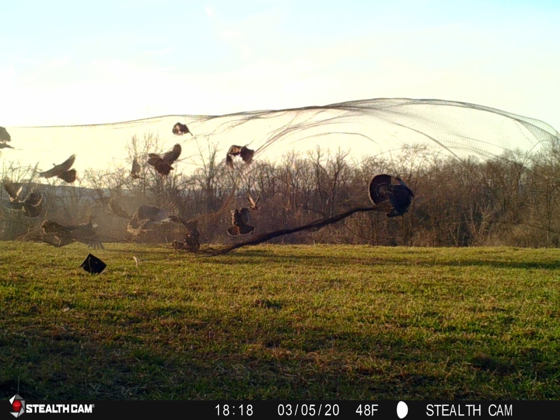 turkeys being captured for research