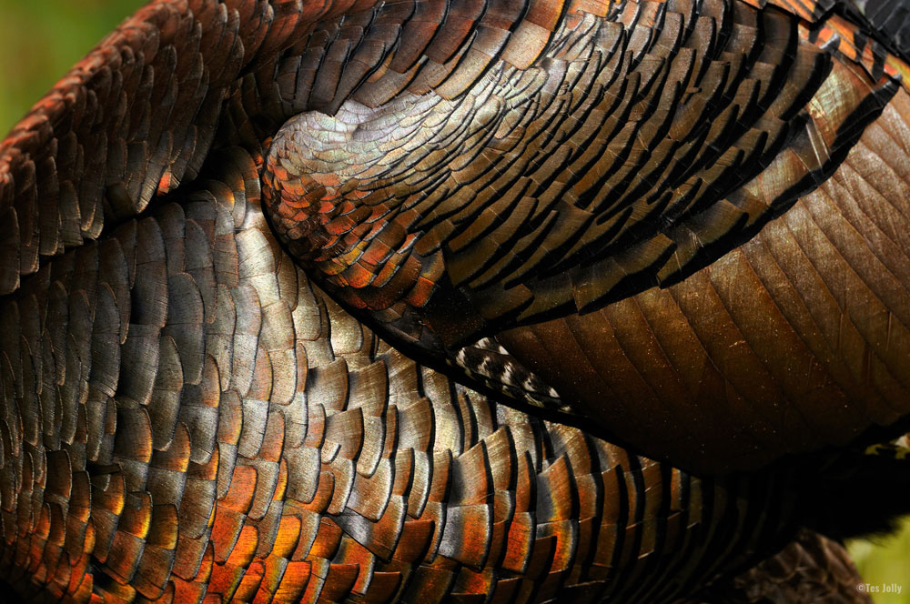 turkey feathers