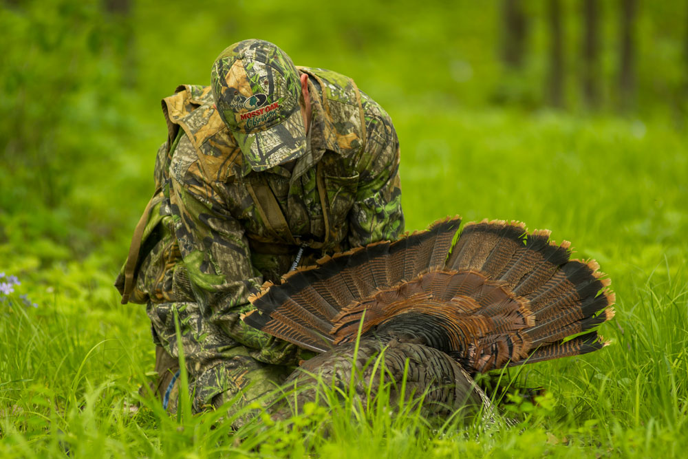 turkey harvest