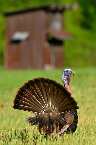turkey strutting