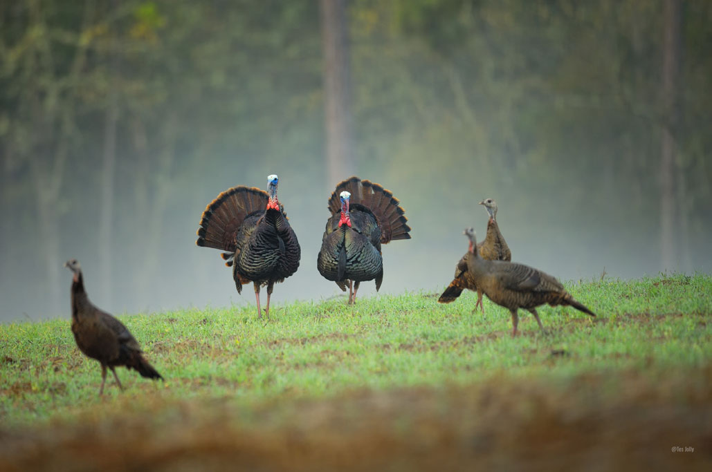 Turkeys in field