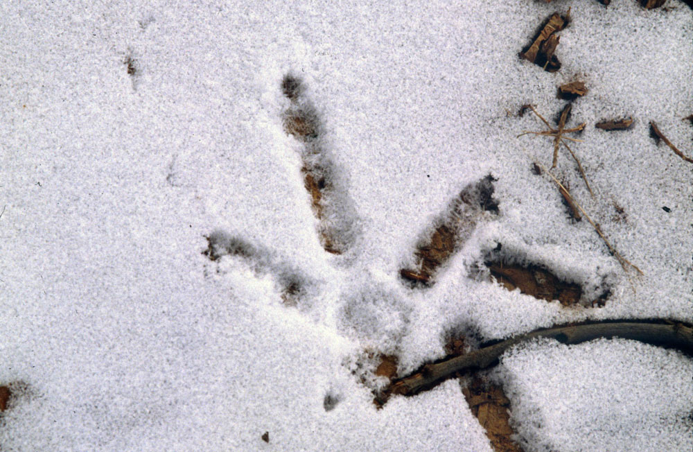 turkey tracks in the snow