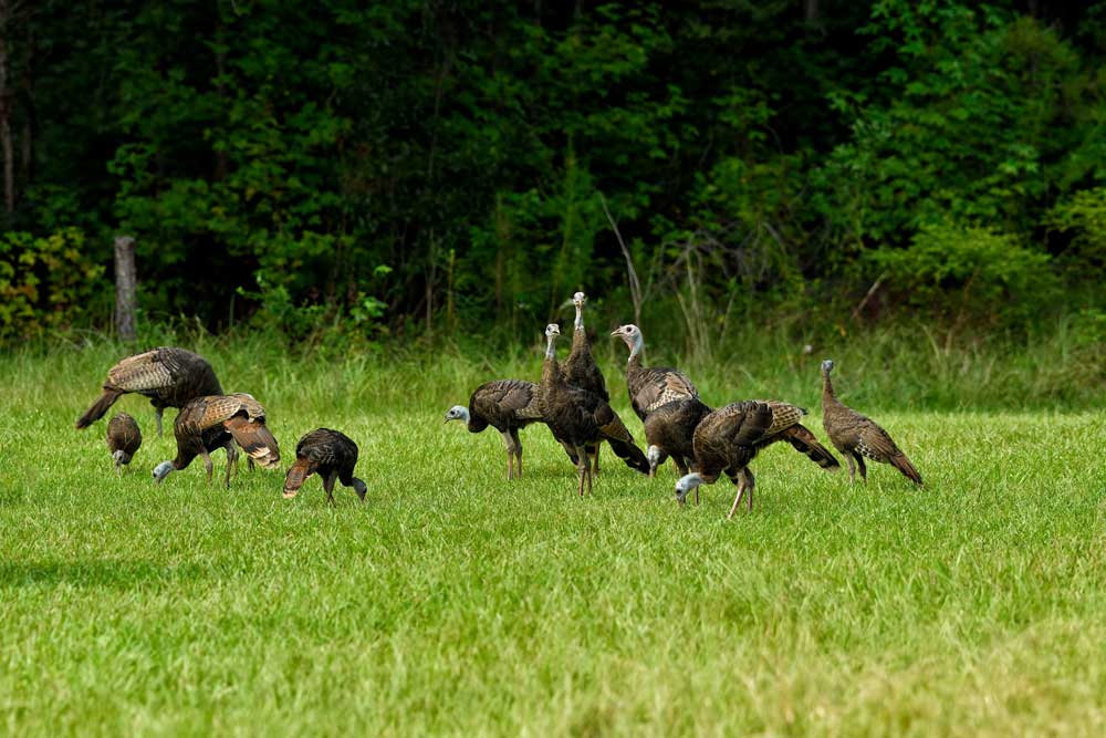 wild turkey flock