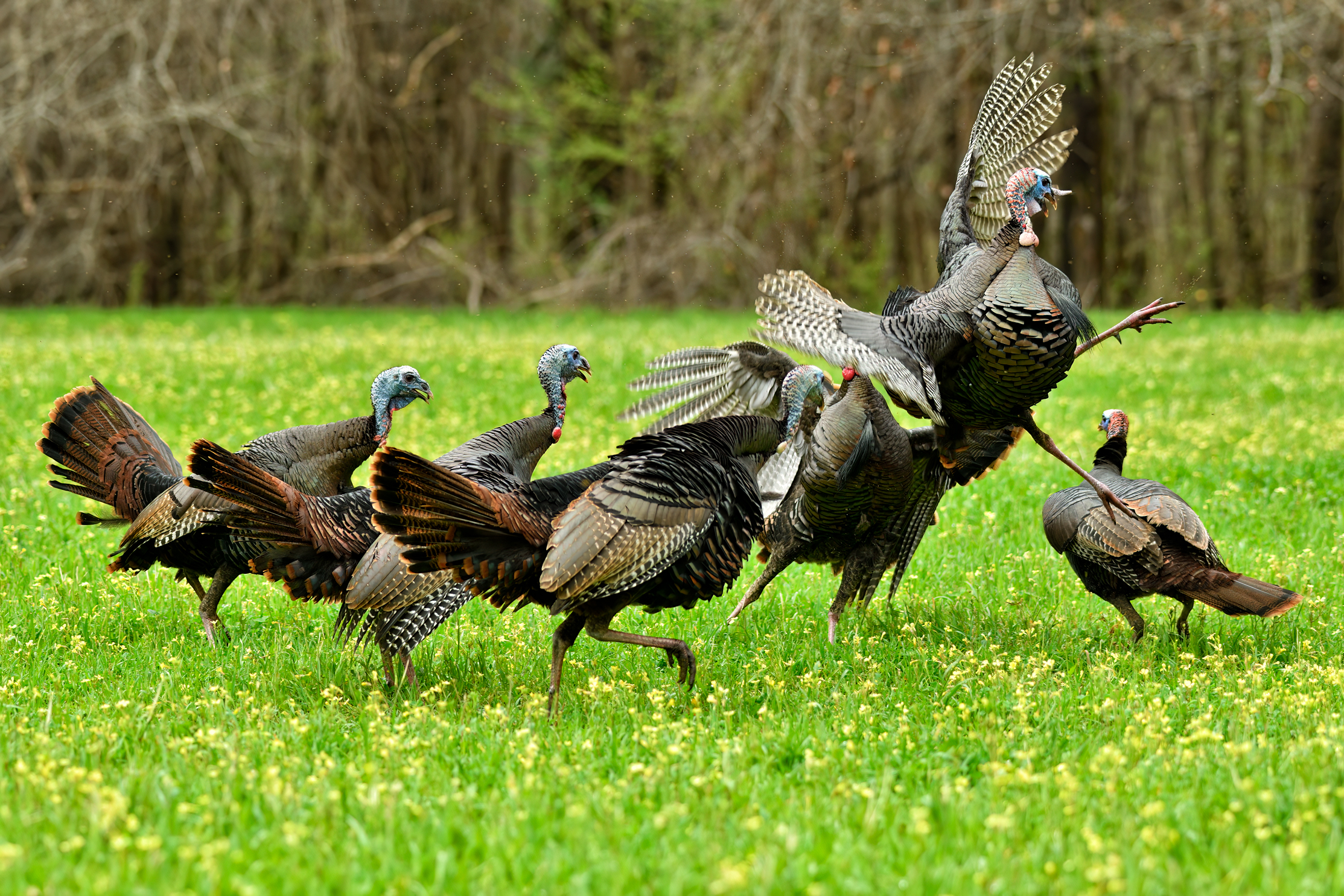 wild turkey spurs another