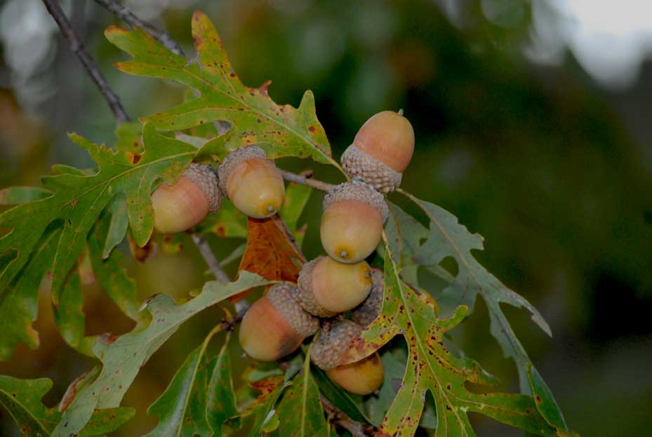 Upland White Oak Nativ Nurseries