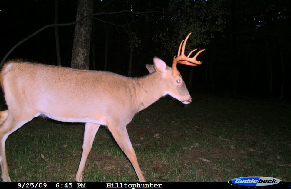 Lucky buck trail camera