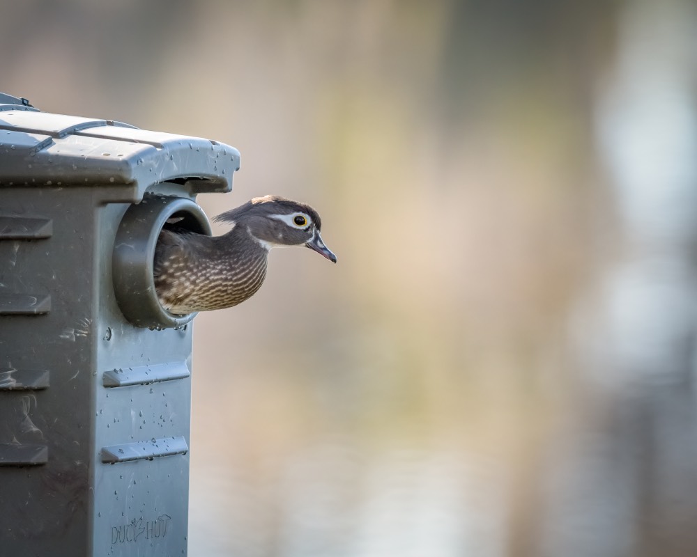 duck box