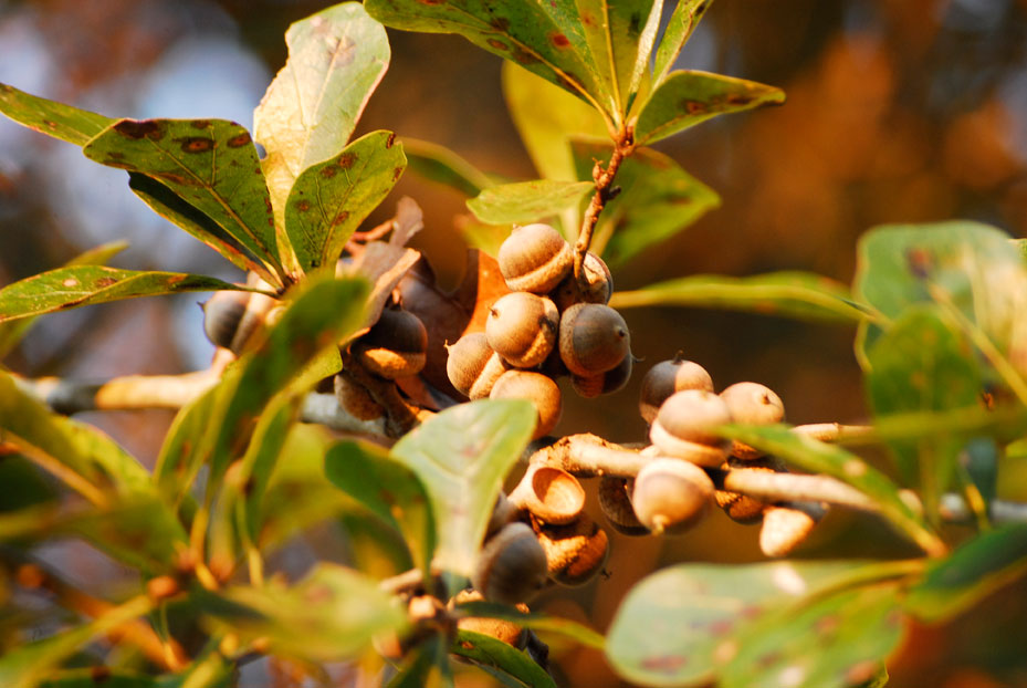 water oak