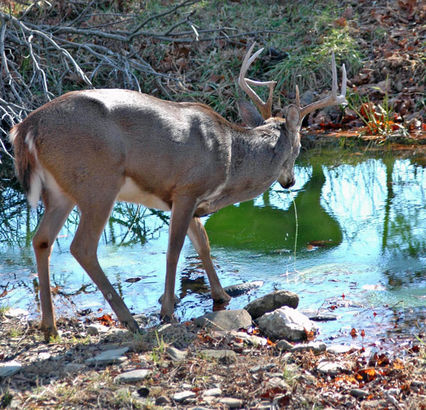 Deer by watering hole