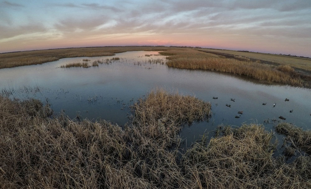 waterfowl habitat