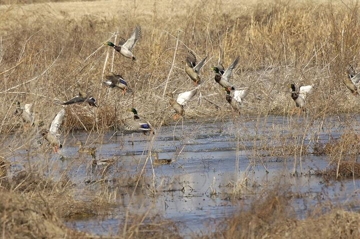 waterfowl landing in water