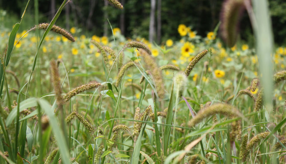 whistleback food plot