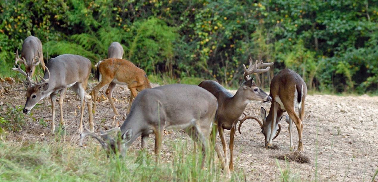 Whitetail Bucks in Freshly Planted Food Plot