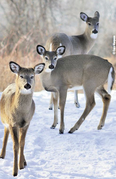 whitetails in winter