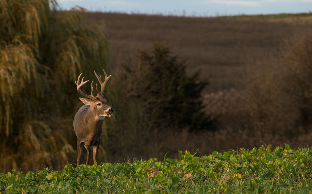 whitetail buck eating