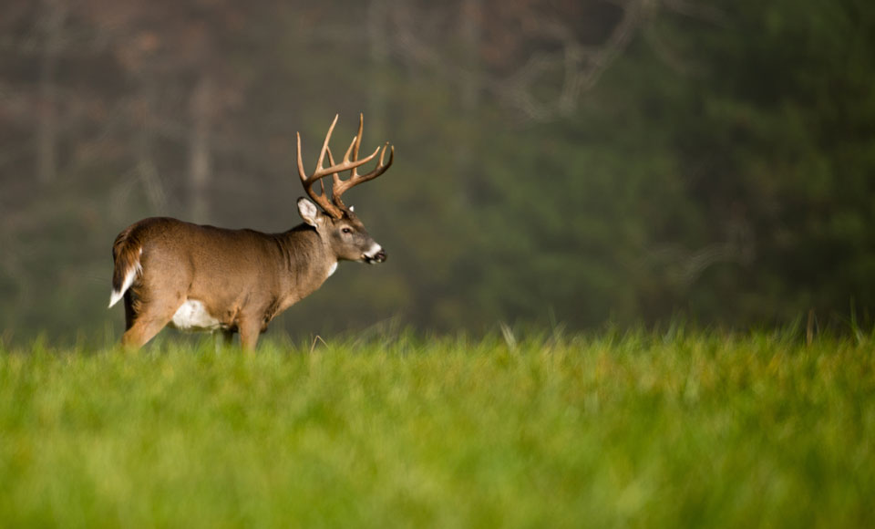 whitetail buck in field