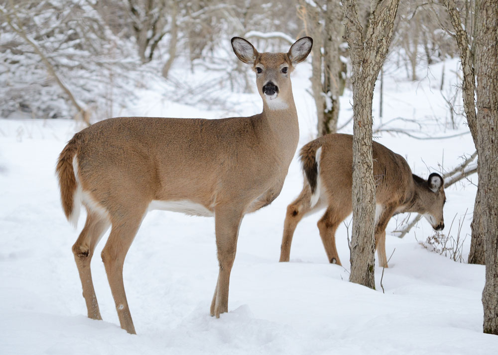 whitetails in winter