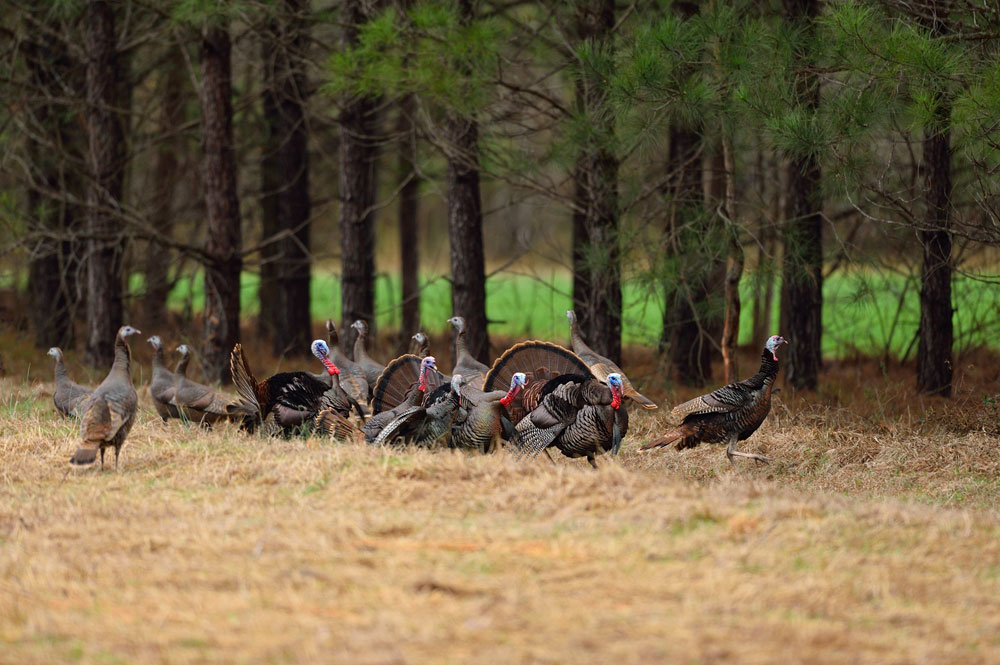 wild turkey winter to spring transition