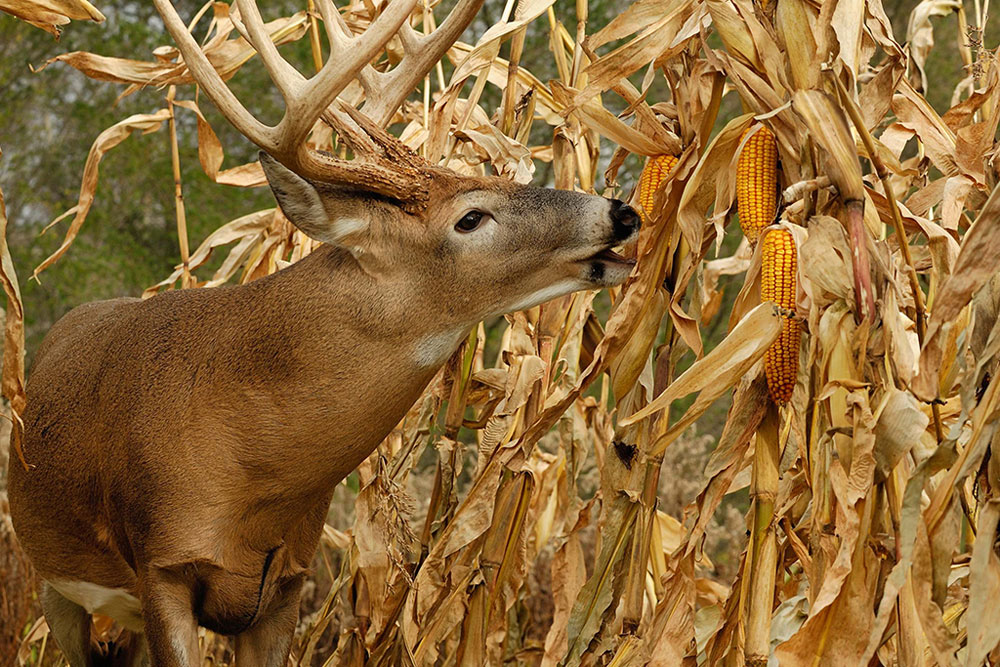 deer in corn