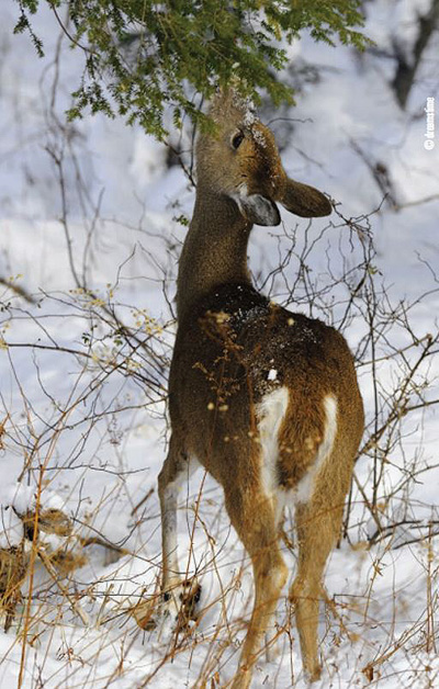 whitetail food source in winter