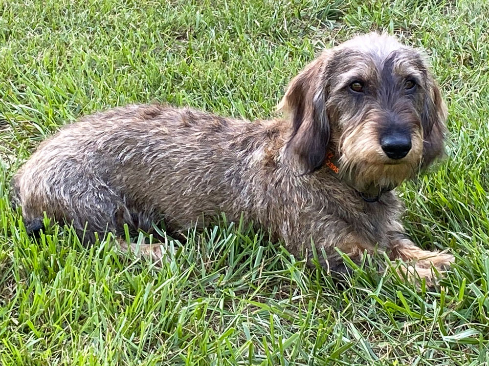 wirehaired dachshund