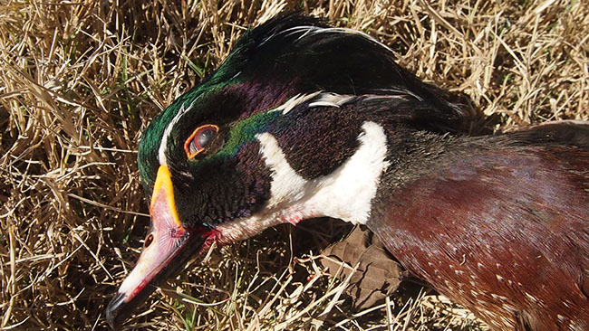 Wood Duck Drake