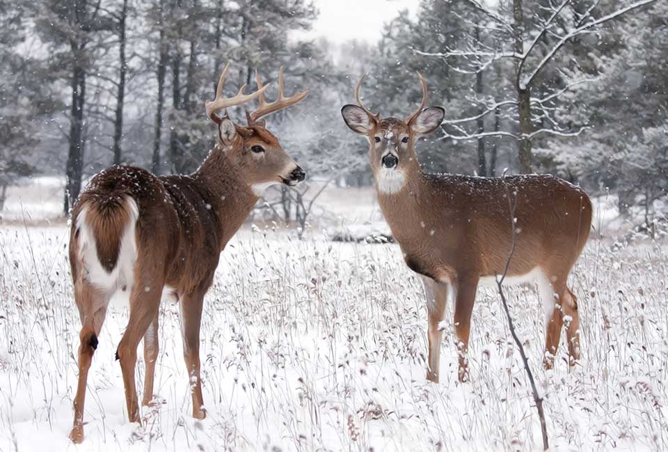 young whitetail bucks in the snow