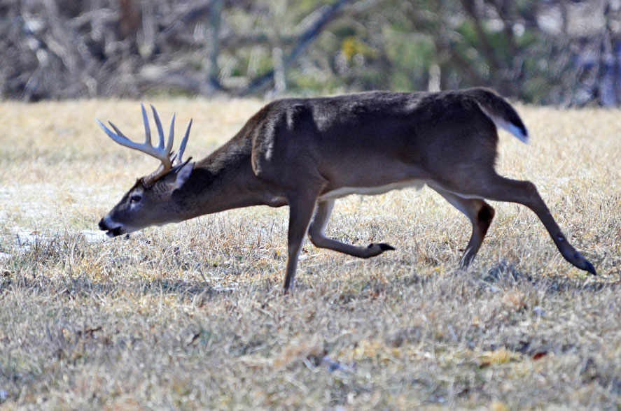 buck in rut