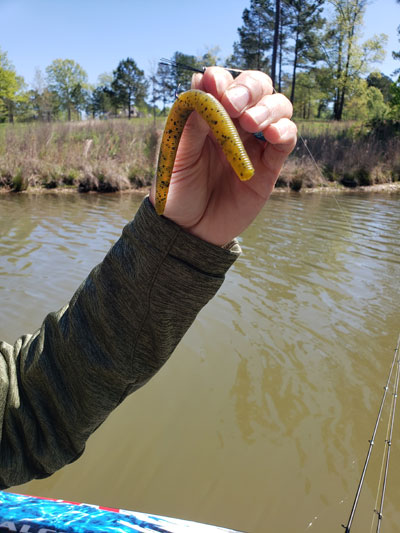 Zoom Fluke Worm