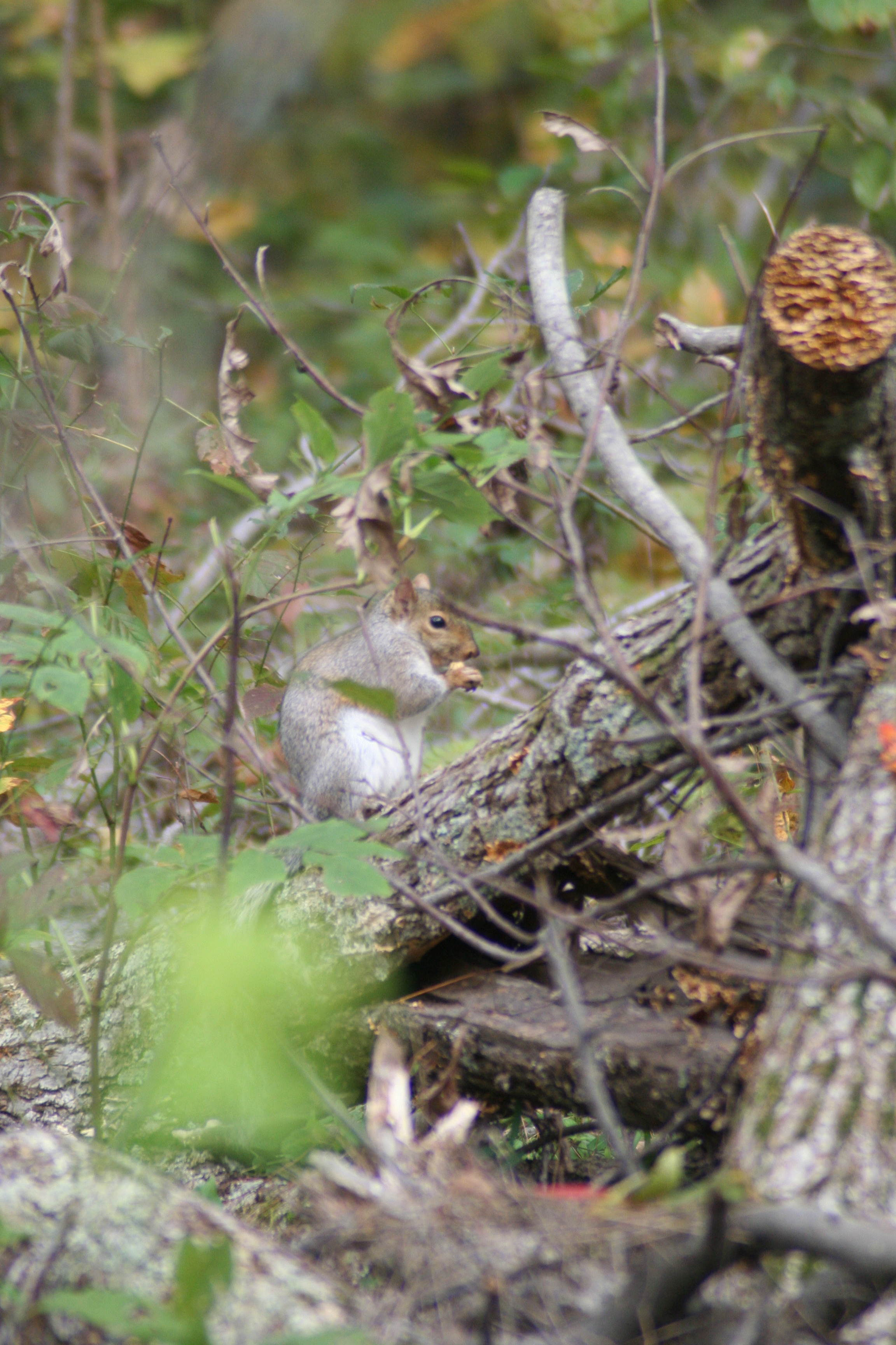 squirrel