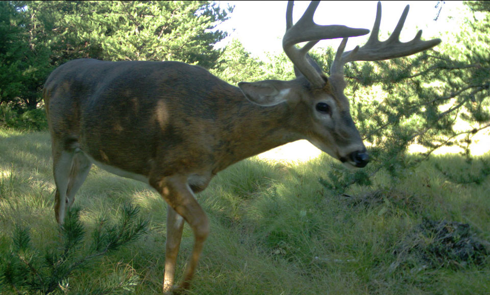 abnormal deer antlers