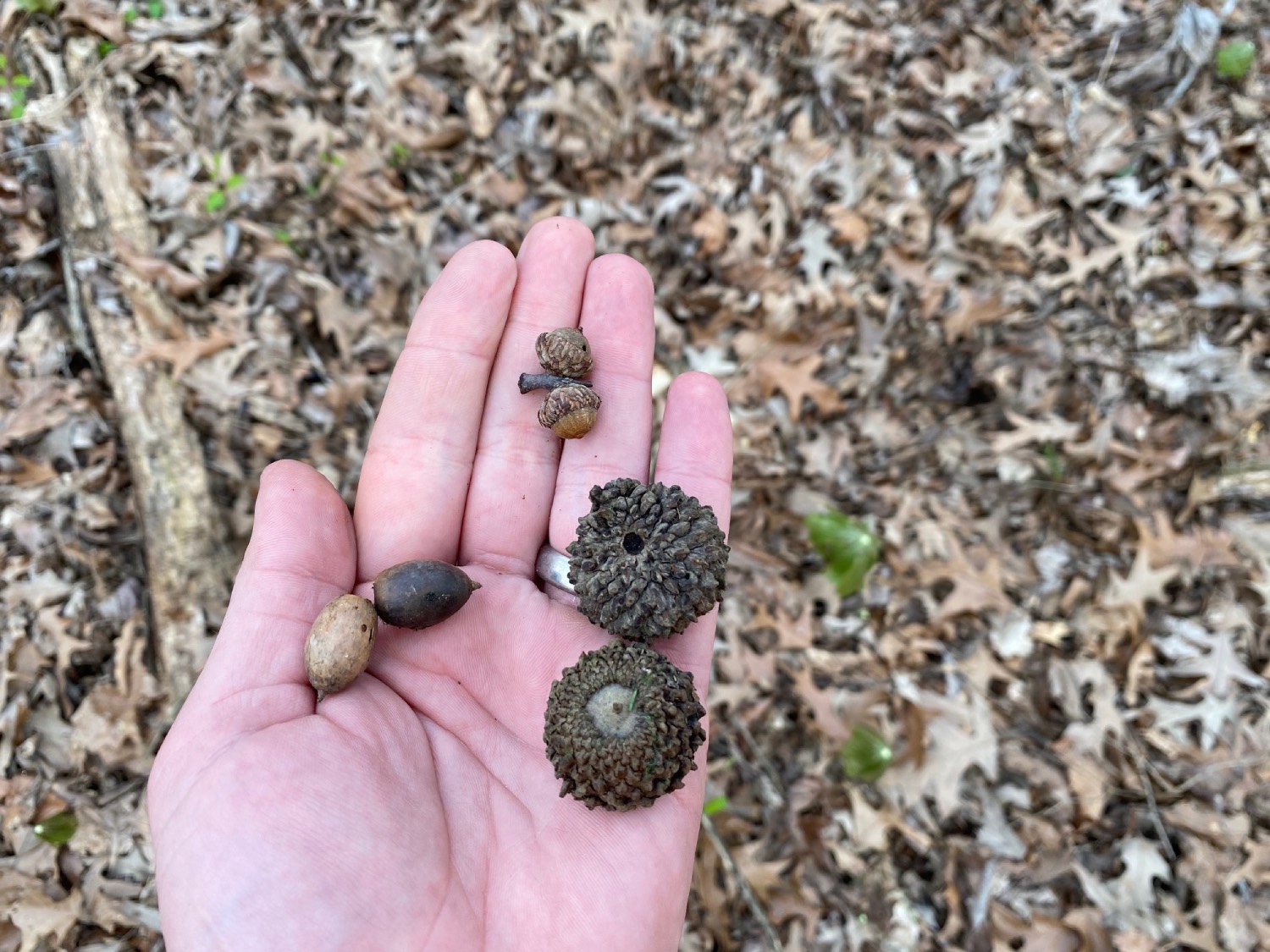 acorns in hand