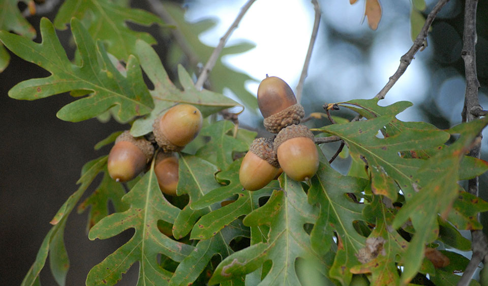 acorns on a tree