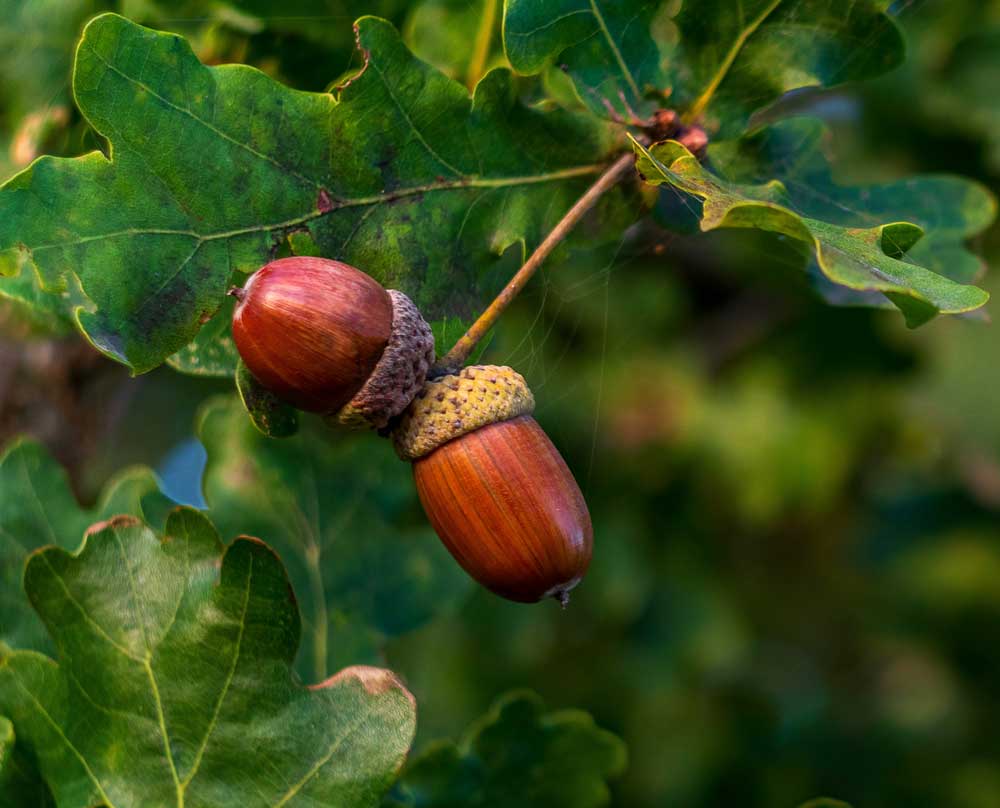 acorns on a tree