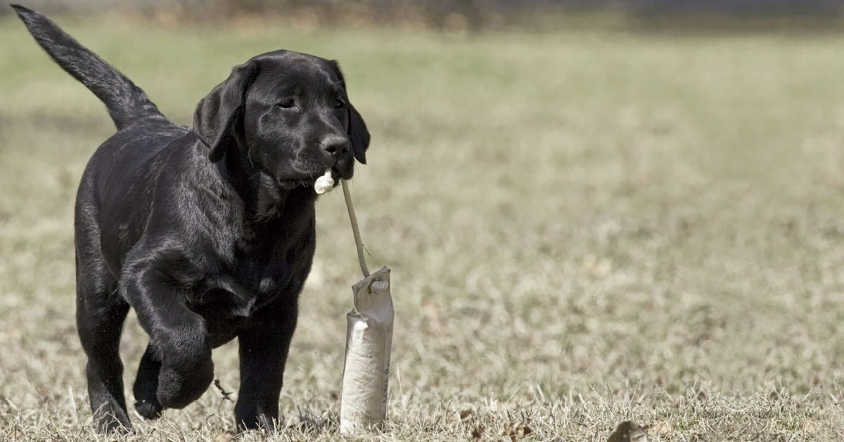 lab puppy mossy oak kennels