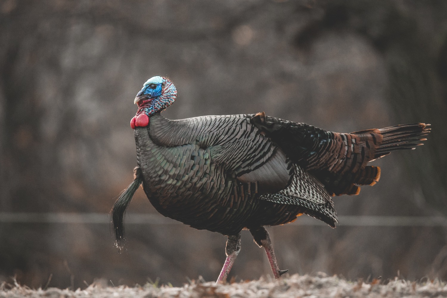 beautiful image of a gobbler