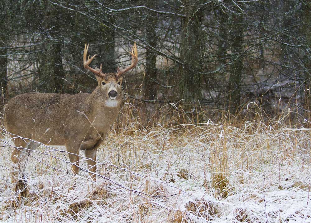 mature whitetail buck