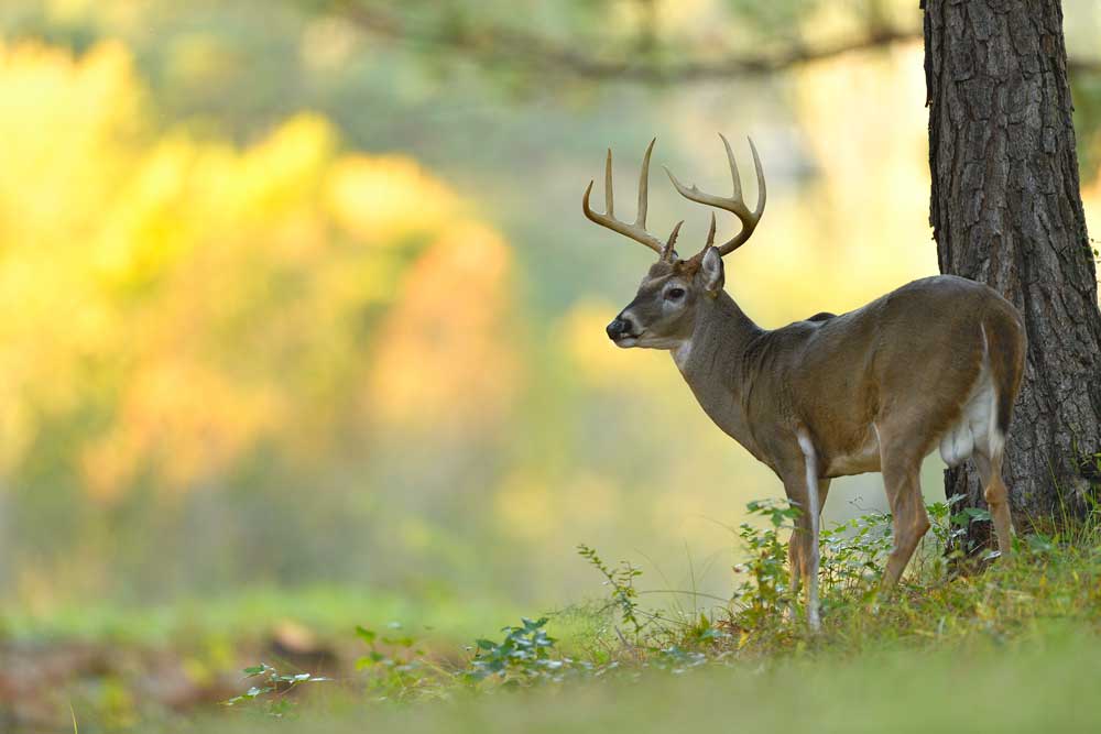 aging deer jawbone analysis