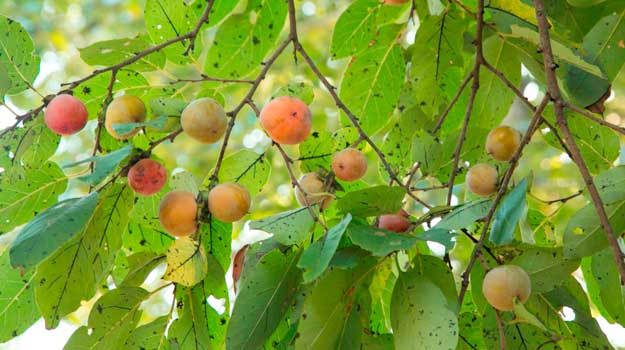 American Persimmon Tree