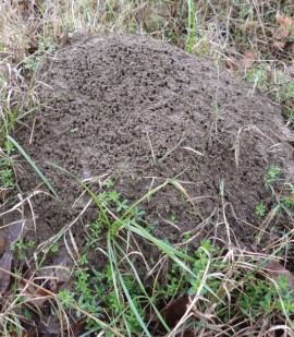 ant bed