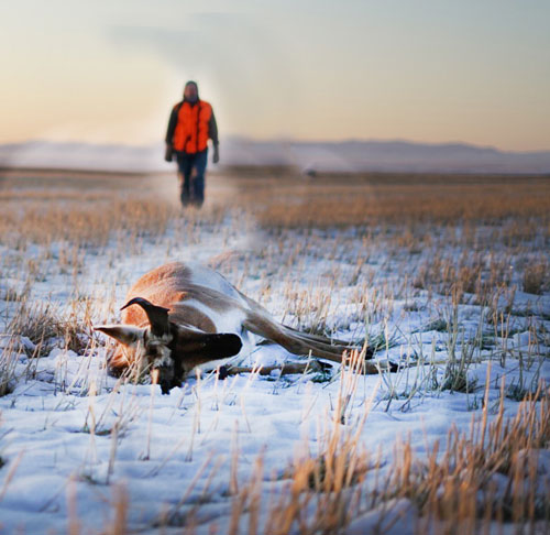 antelope in the snow